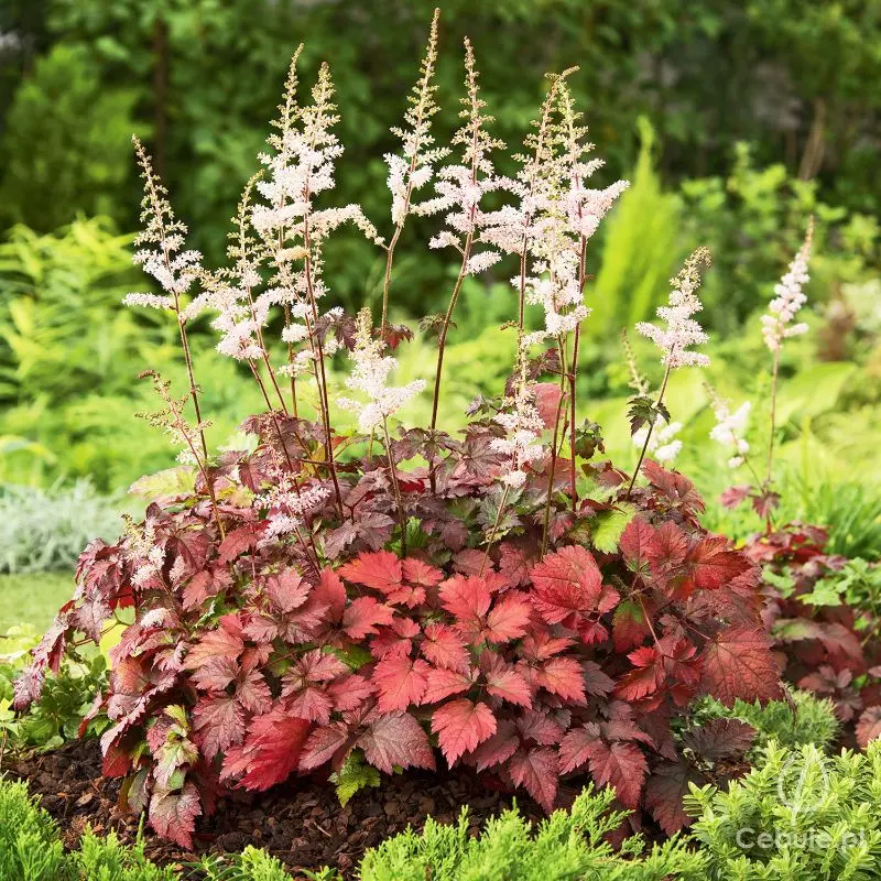 Tawułka (łac. Astilbe) odmiana 'Color Flash'