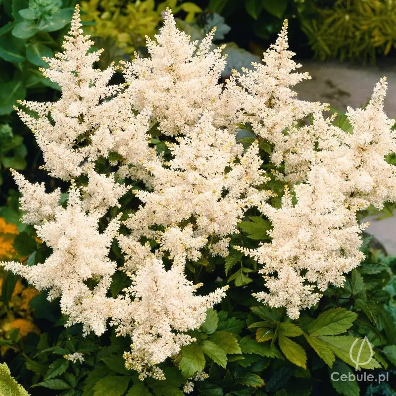 Tawułka (łac. Astilbe japonica) odmiana 'Deutschland'