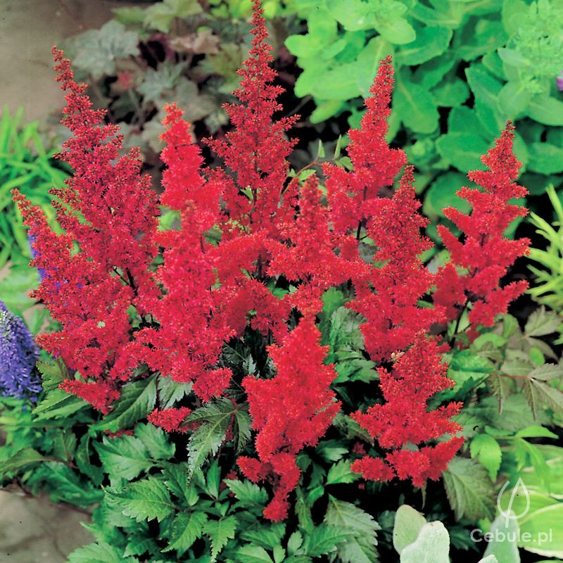 Tawułka (łac. Astilbe arendsii) odmiana 'Fanal'