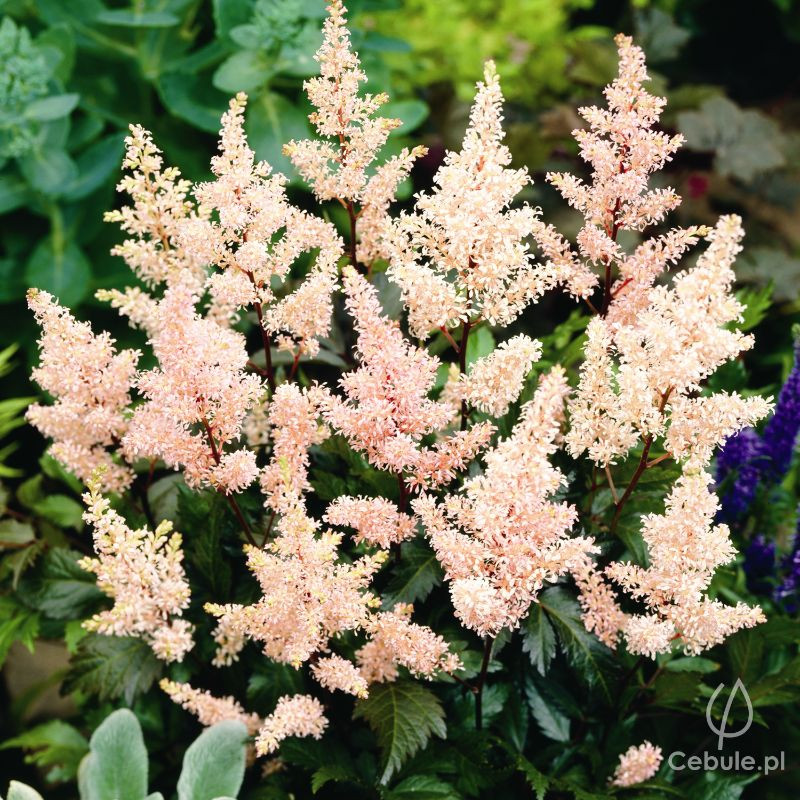 Tawułka (łac. Astilbe japonica) odmiana 'Peach Blossom'