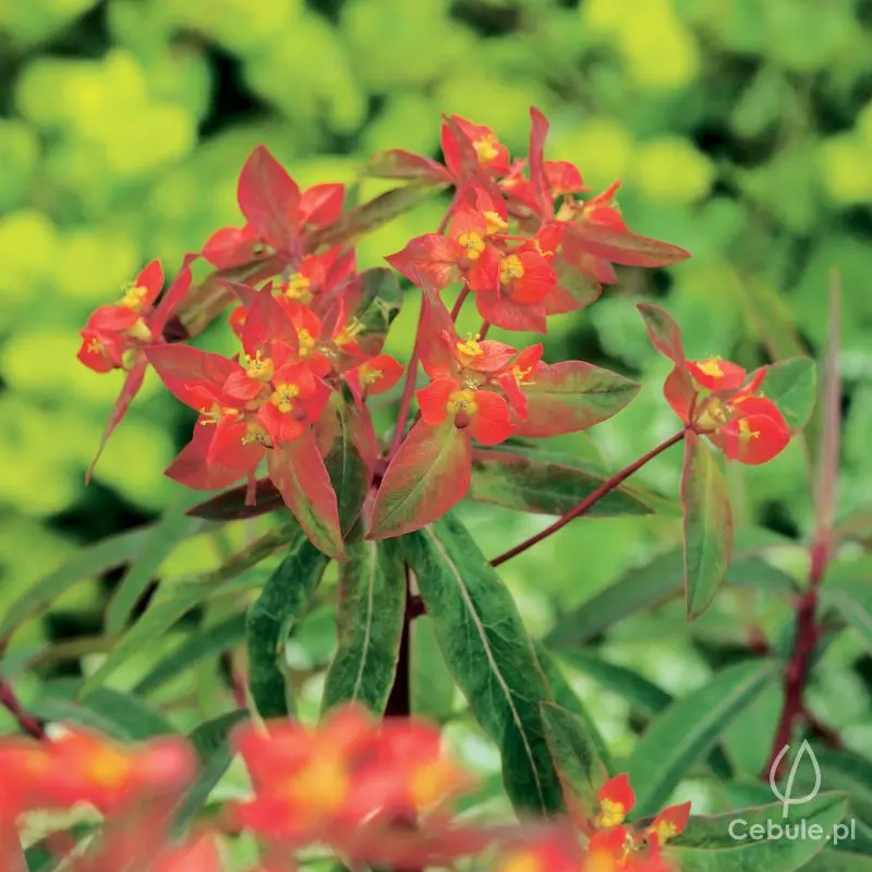 Wilczomlecz (łac. Euphorbia griffithii) odmiana 'Fireglow'