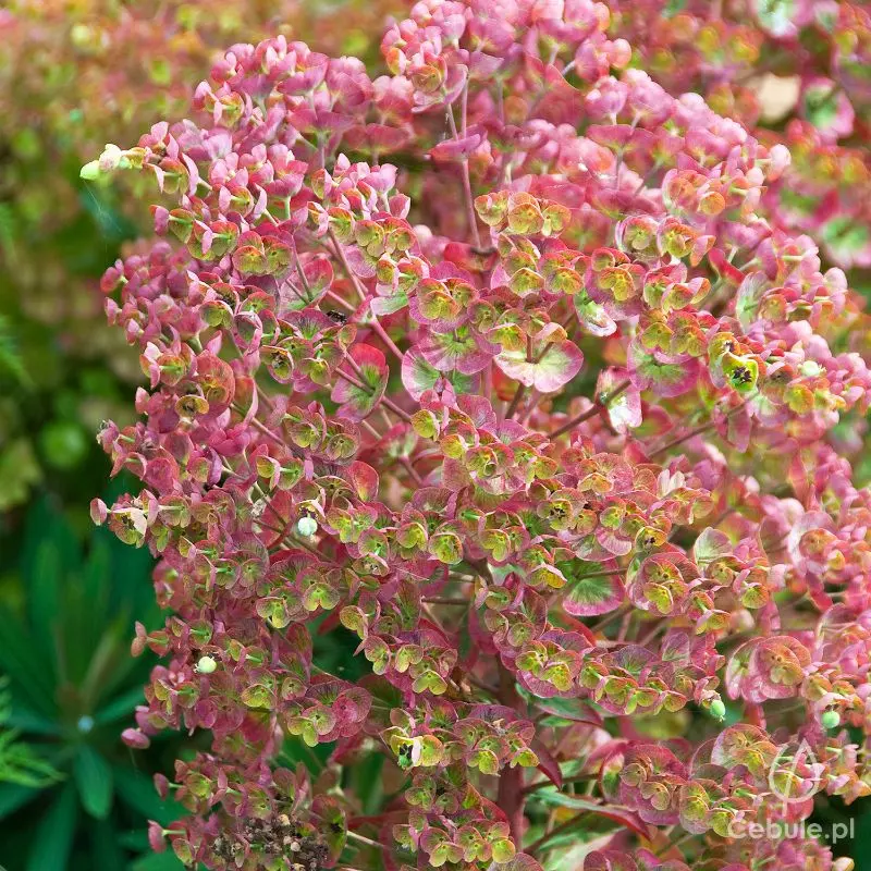 Wilczomlecz (łac. Euphorbia) odmiana 'Martini'