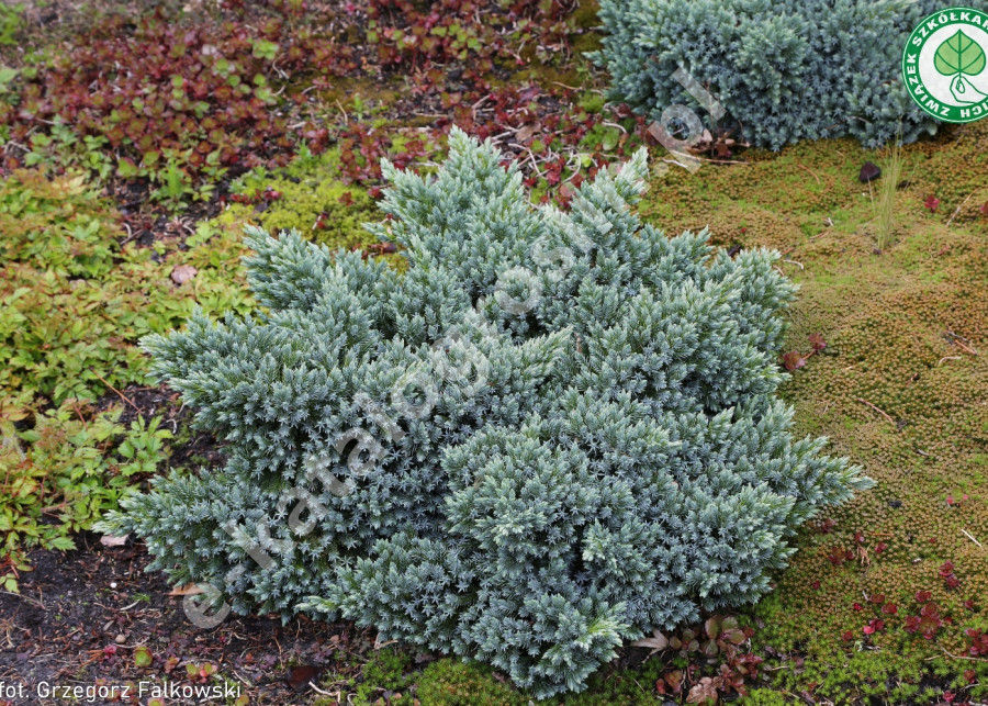 jałowiec łuskowaty Juniperus squamata Blue Fot. Grzegorz Falkowski
