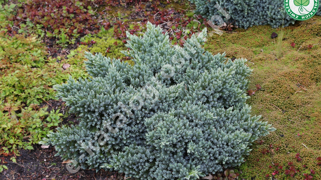 jałowiec łuskowaty Juniperus squamata Blue Fot. Grzegorz Falkowski