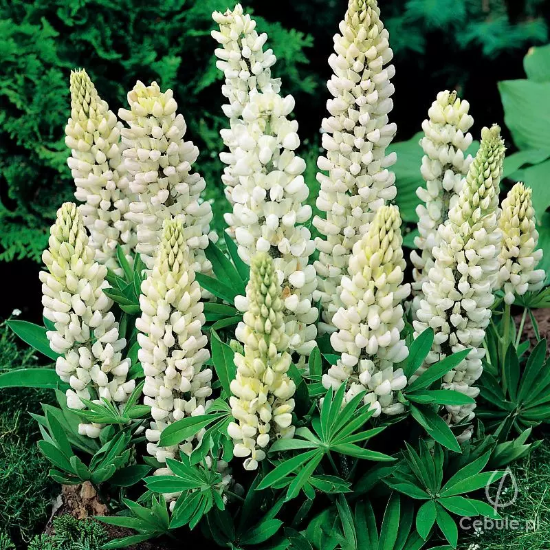 Łubin (Lupinus) Biały