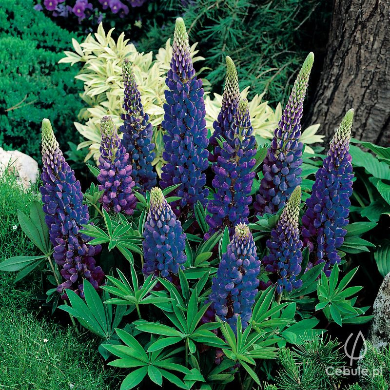 Łubin (łac. Lupinus) niebieski