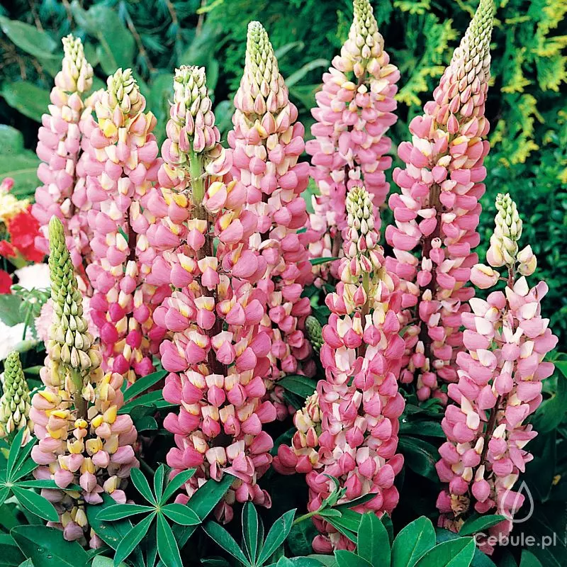 Łubin (łac. Lupinus) różowy