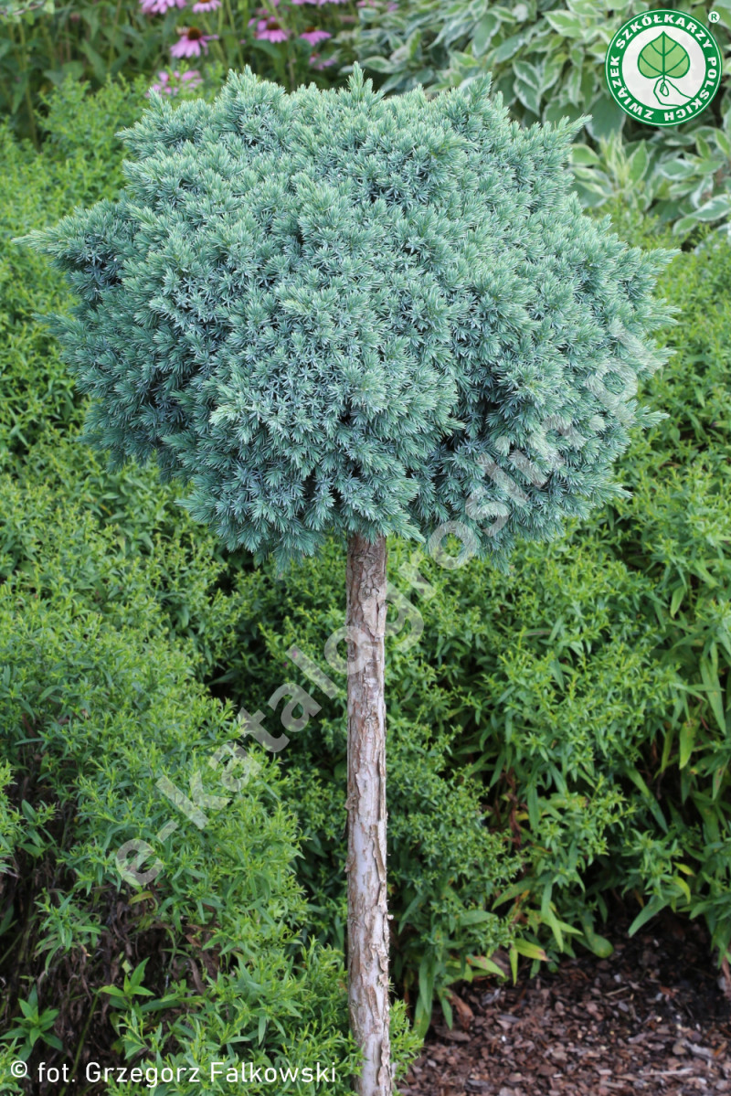 jałowiec łuskowaty Juniperus squamata Blue Fot. G. Falkowski