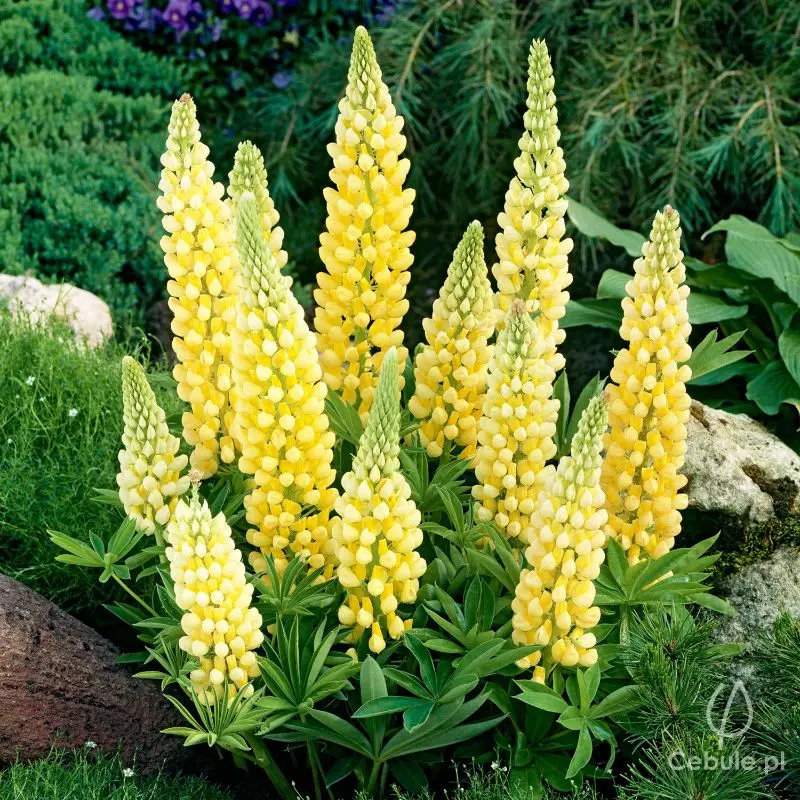 Łubin (łac. Lupinus) żółty