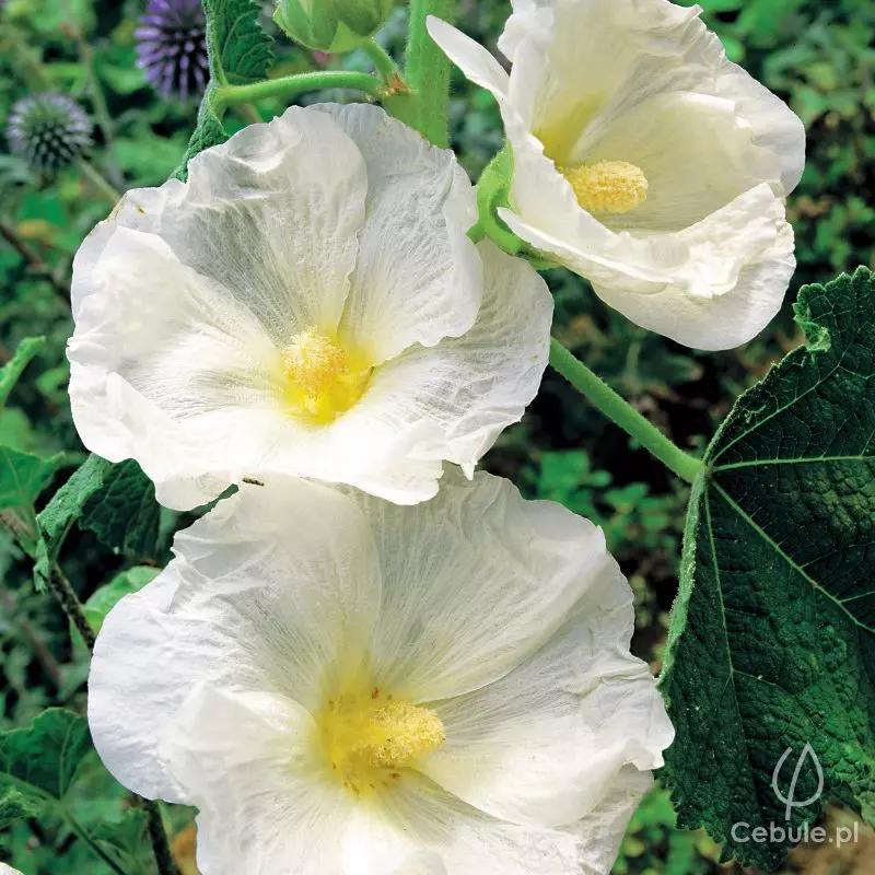 Malwy (łac. Alcea) biała