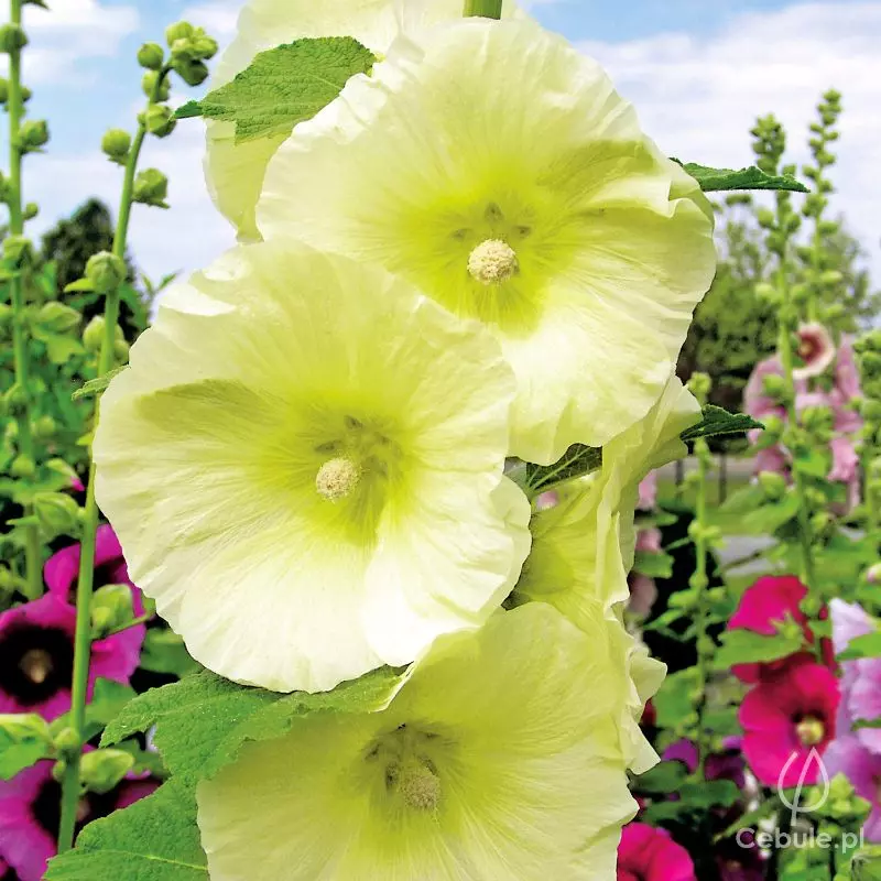 Malwa (łac. Alcea) żółta