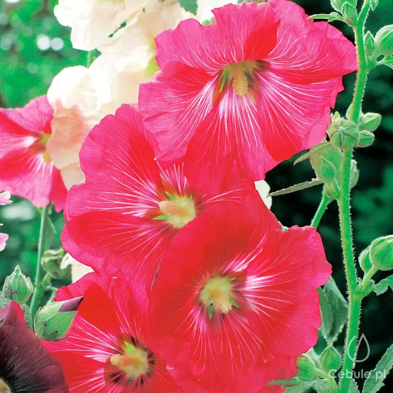 Malwa (łac. Alcea) czerwona