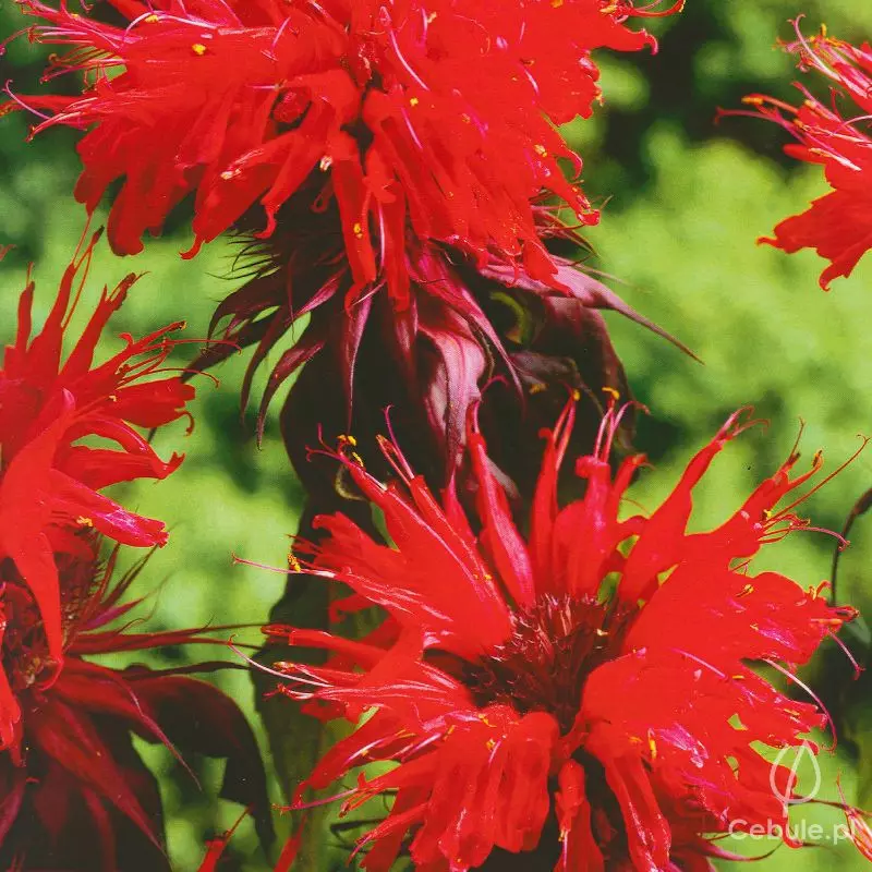 Pysznogłówka (łac. Monarda) 'Cambridge Scarlet'