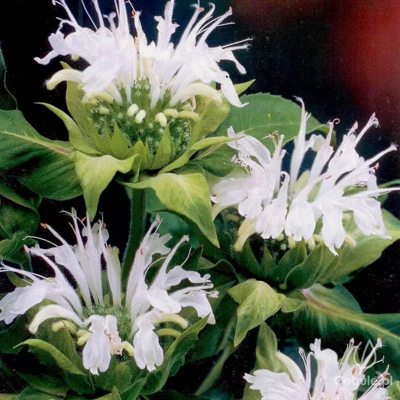 Pysznogłówka (łac. Monarda) 'Schneewittchen'