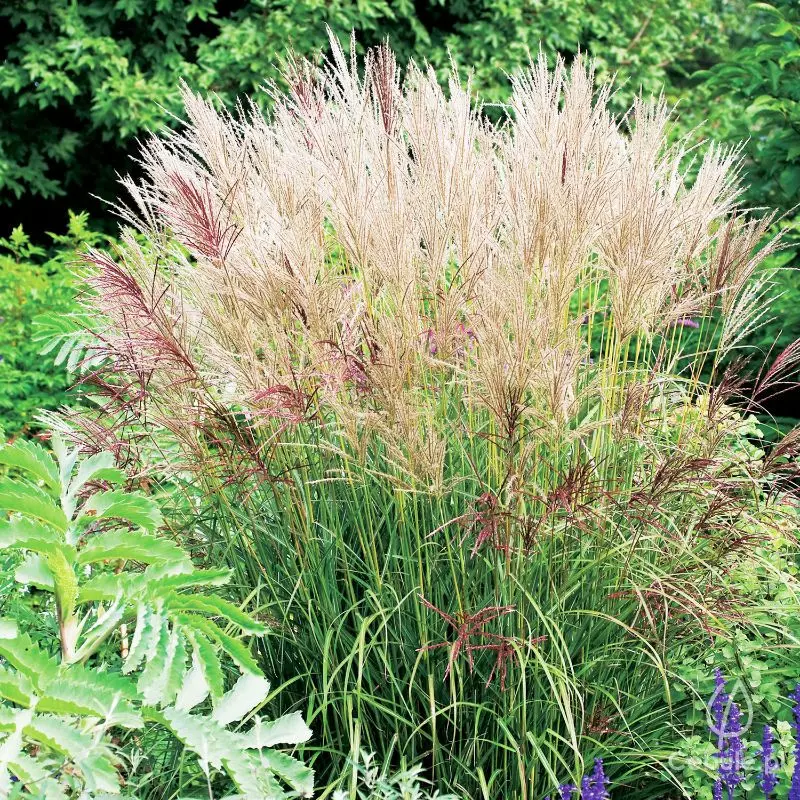 Miskant chiński (łac. Miscanthus sinensis) odmiana 'Ferner Osten'