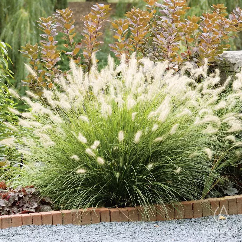 Rozplenica (łac. Pennisetum alopecuroides) odmiana 'Hameln'