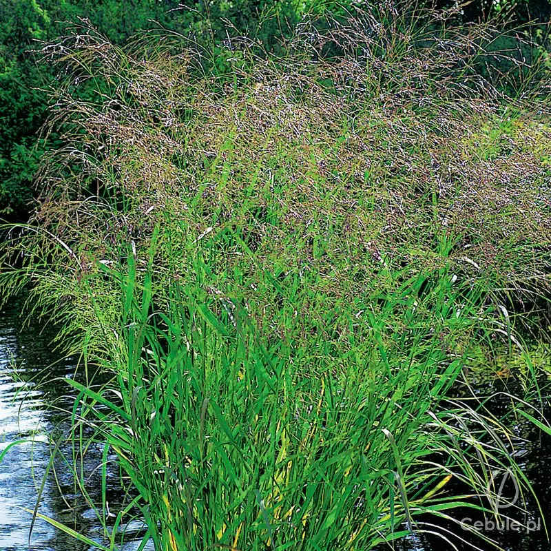 Proso rózgowate (łac. Panicum virgatum) odmiana 'Squaw'