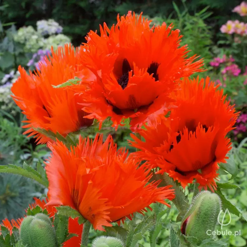 Mak (łac. Papaver orientale) odmiana 'Turkenlouis'