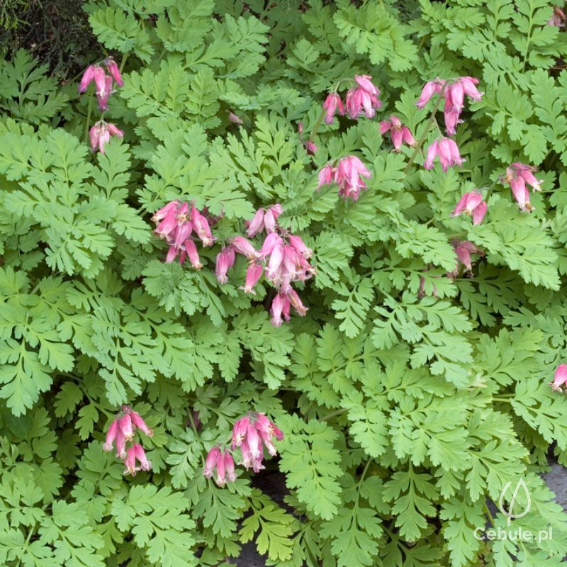 Serduszka (łac. Dicentra formosa) odmiana 'Luxuriant'