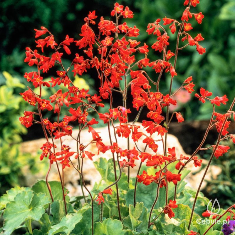 Żurawka (łac. Heuchera brizoides) odmiana 'Pluie De Feu'