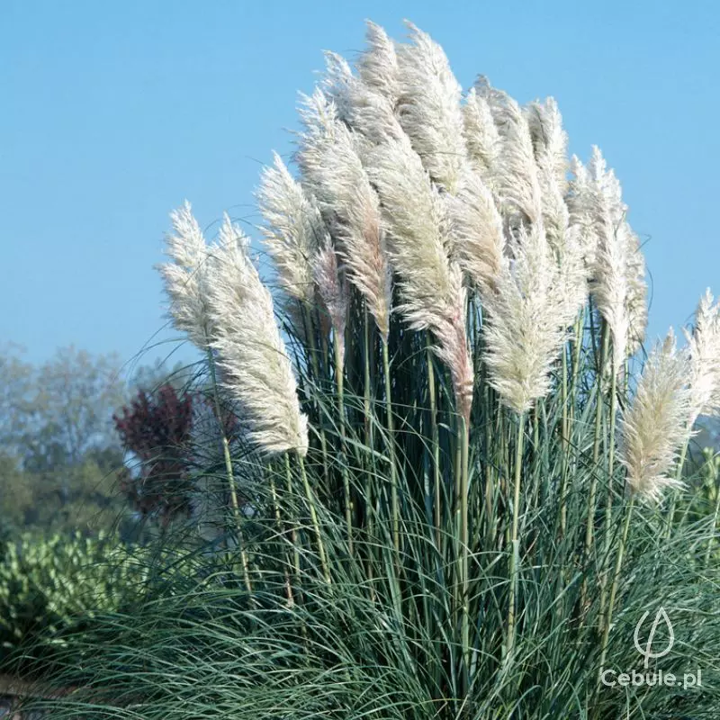 Trawa pampasowa (łac. Cortaderia selloana) biała