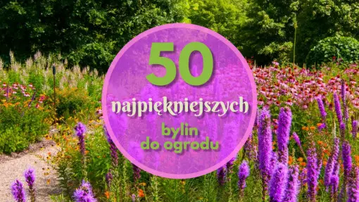 TOP 50 najpiękniejszych bylin do Twojego ogrodu