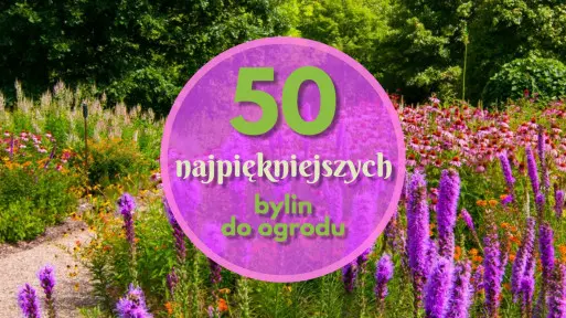 TOP 50 najpiękniejszych bylin do Twojego ogrodu