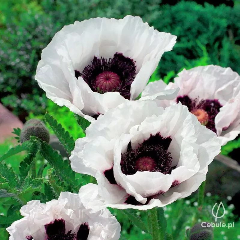 Mak (łac. Papaver orientale) odmiana 'Perrys White'