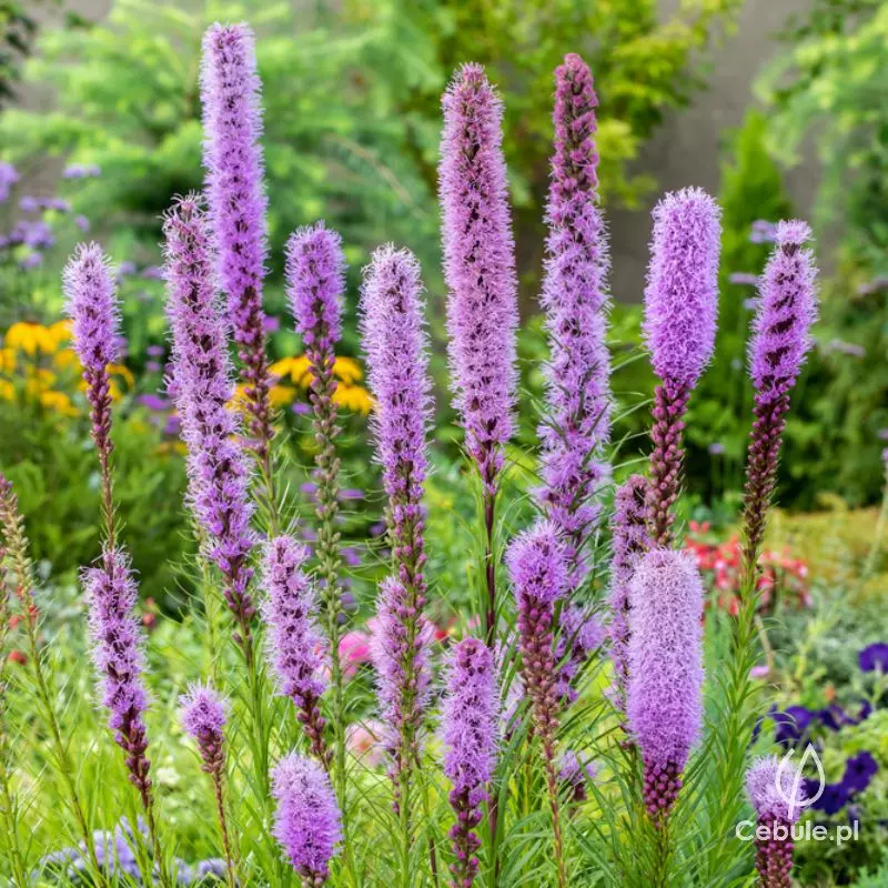 Liatra kłosowa (łac. Liatris spicata)