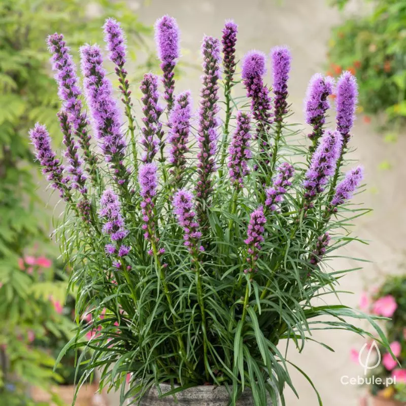 Liatra kłosowa (łac. Liatris spicata) odmiana 'Kobold'