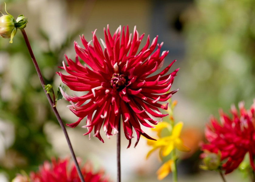 Dahlia Friquolet Dahlia Friquolet