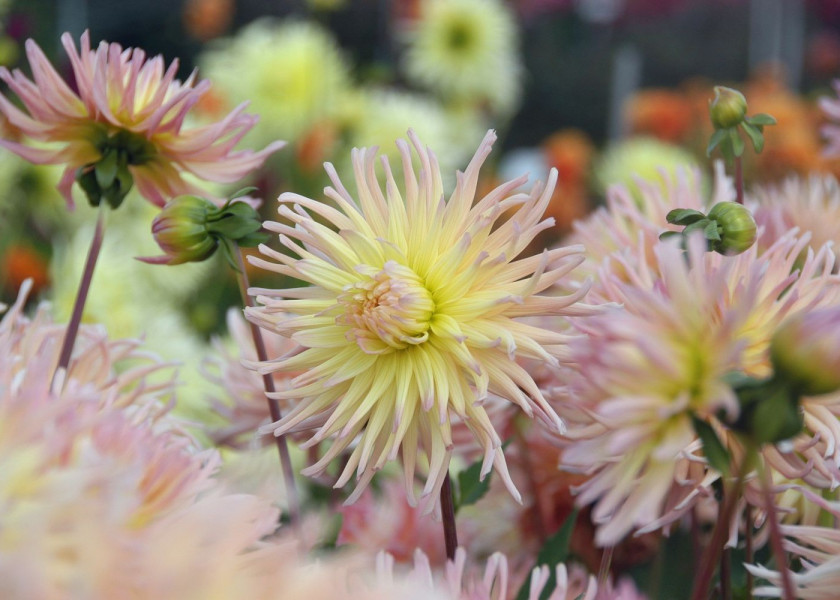 Dahlia Apricot Star Dahlia Apricot Star