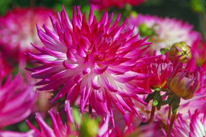 Dahlia Dutch Explosion