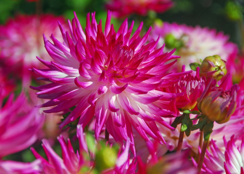 Dahlia Dutch Explosion Dahlia Dutch Explosion