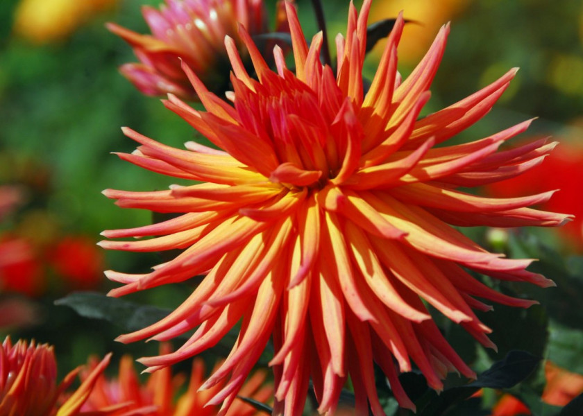 Dahlia City of Alkmaar Dahlia City of Alkmaar
