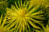 Dahlia Gryson s Yellow Spider