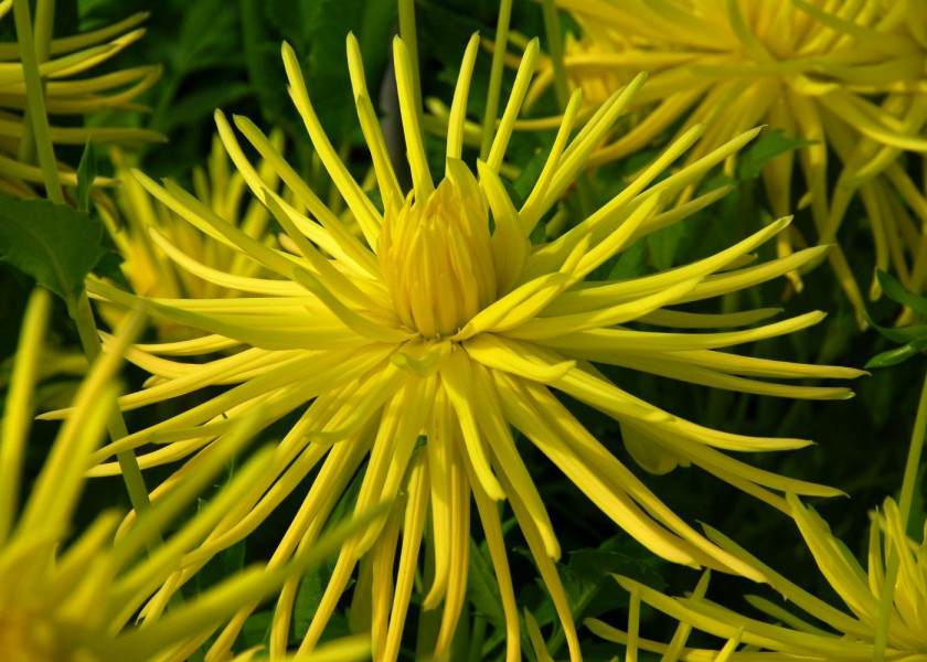 Dahlia Gryson s Yellow Spider Dahlia Gryson s Yellow Spider