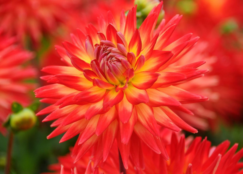 Dahlia Karma Bon Bini ® Dahlia Karma Bon Bini ®