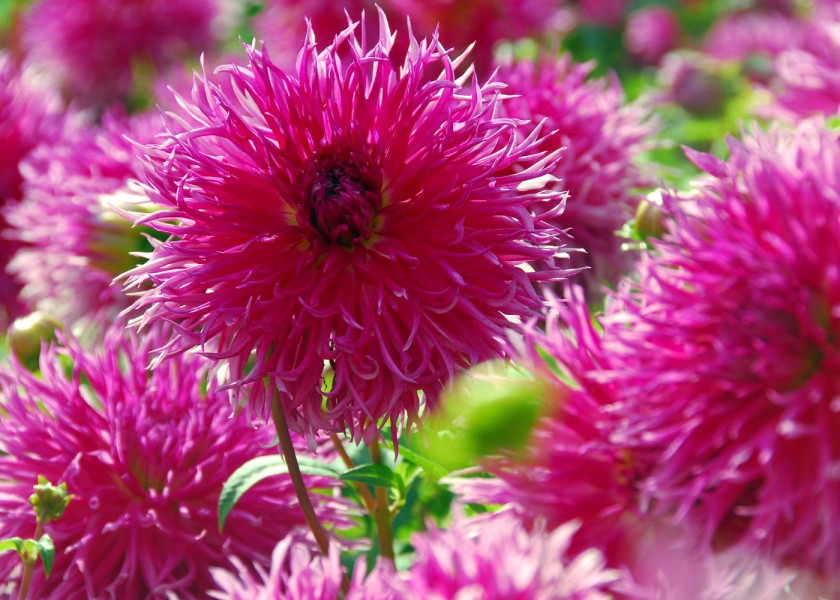 Dahlia Marie Team Dahlia Marie Team