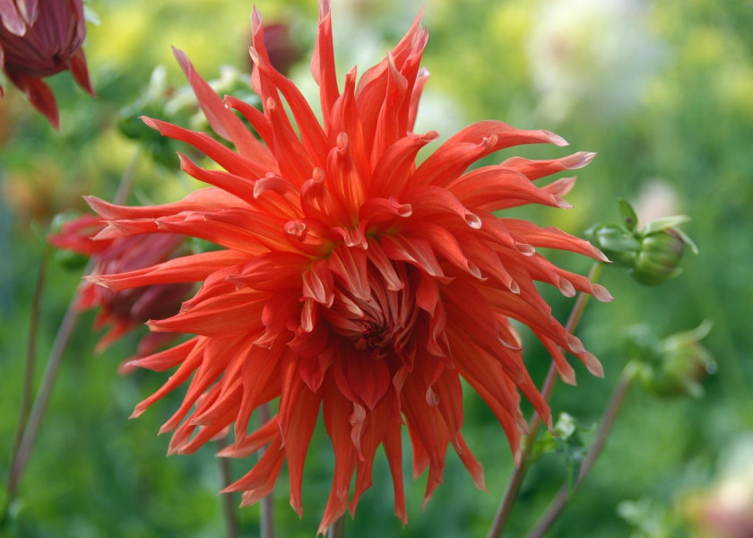 Dahlia Clara Houston Dahlia Clara Houston