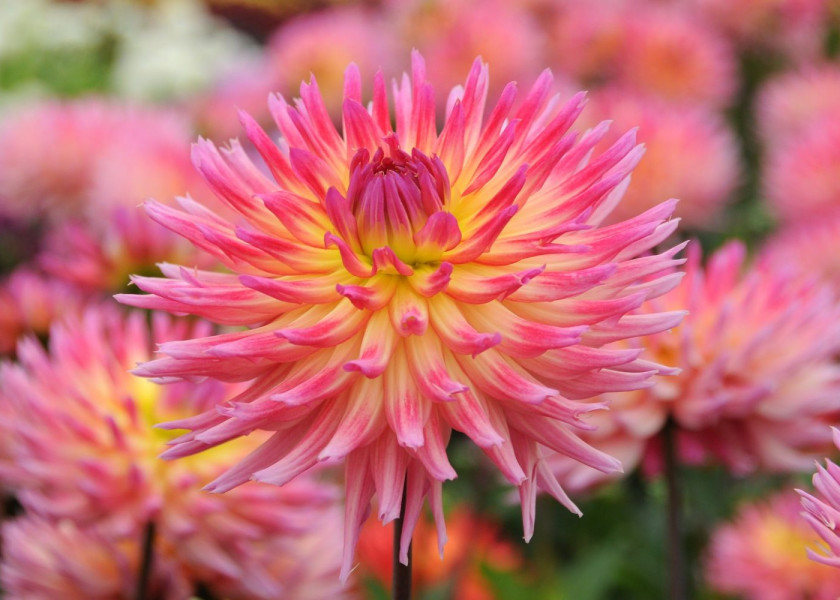 Dahlia Karma Sangria ® Dahlia Karma Sangria ®