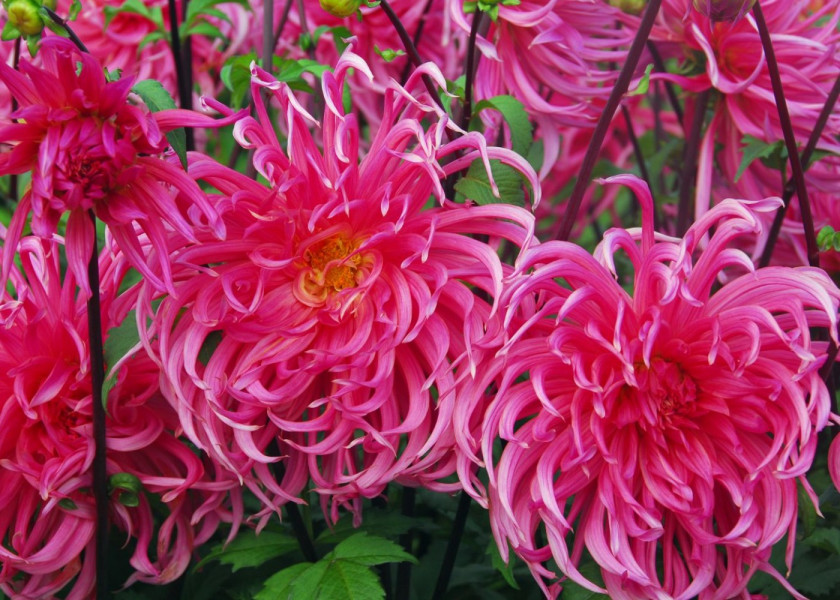 Dahlia Sarah Mae Dahlia Sarah Mae