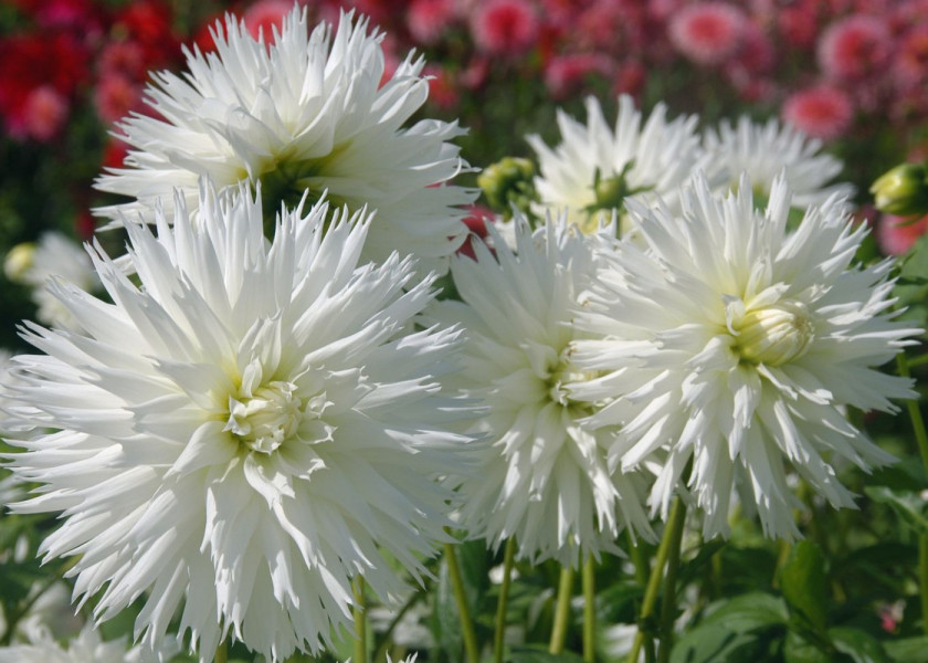 Dahlia Mas Robert Dahlia Mas Robert