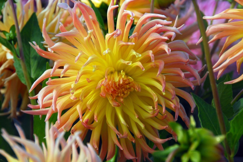 Dahlia Star Spectacle