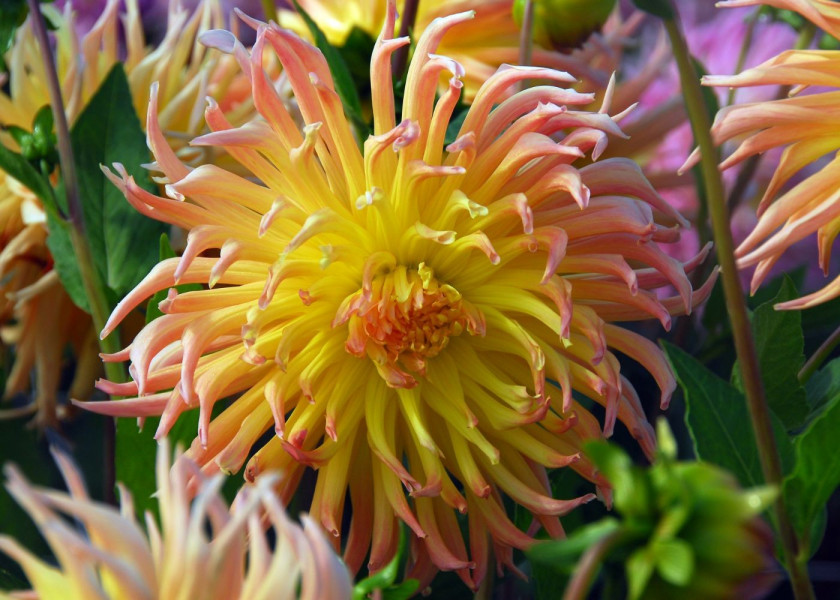 Dahlia Star Spectacle Dahlia Star Spectacle