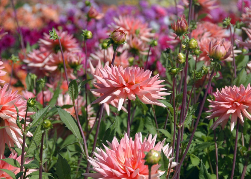 Dahlia Preference Dahlia Preference
