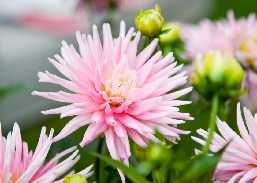 Dahlia Park Princess Dahlia Park Princess