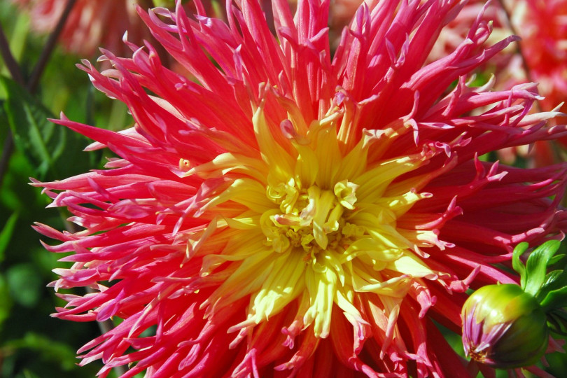 Dahlia Fringed Star