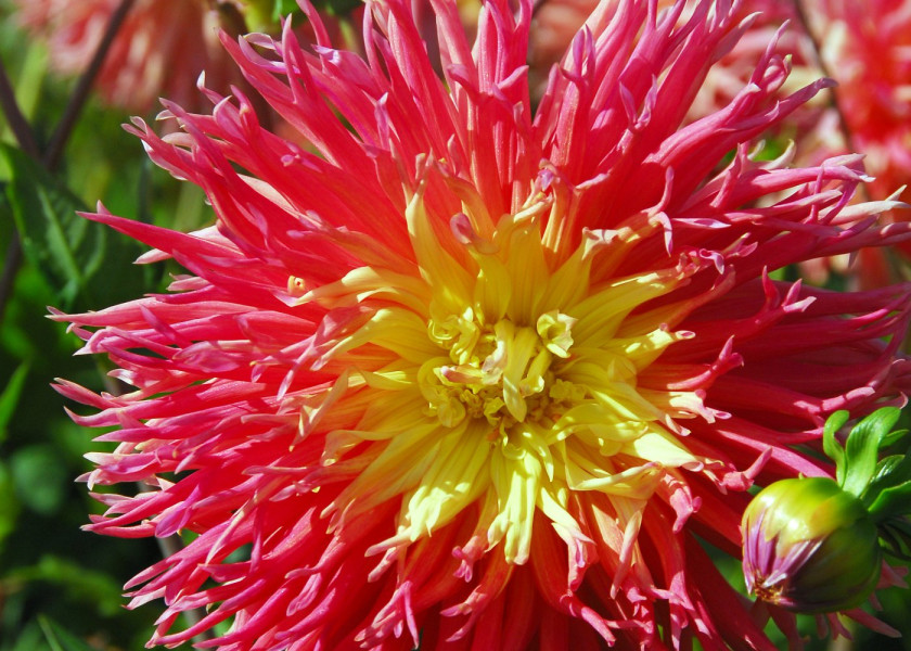 Dahlia Fringed Star Dahlia Fringed Star