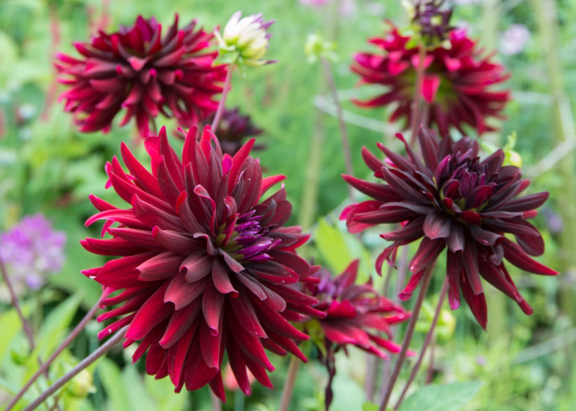 Dahlia Nuit d'E te Dahlia Nuit d'E te
